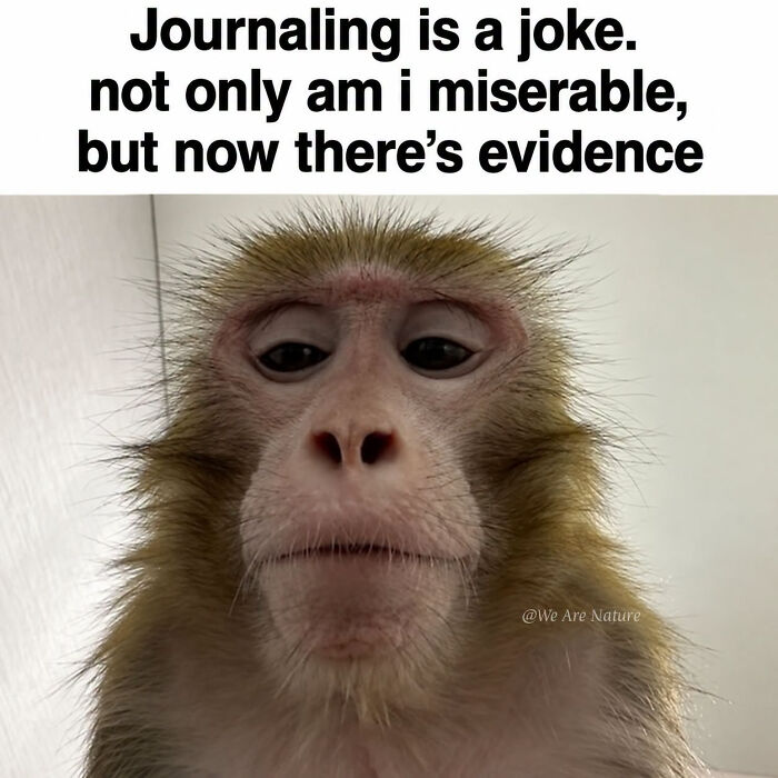 Funny animal memes showcase a monkey staring intently into the camera with an unamused expression.