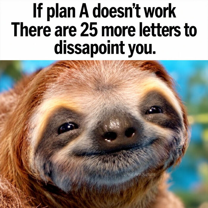 Relatable animal memes show a smiling sloth with funny text about backup plans failing.