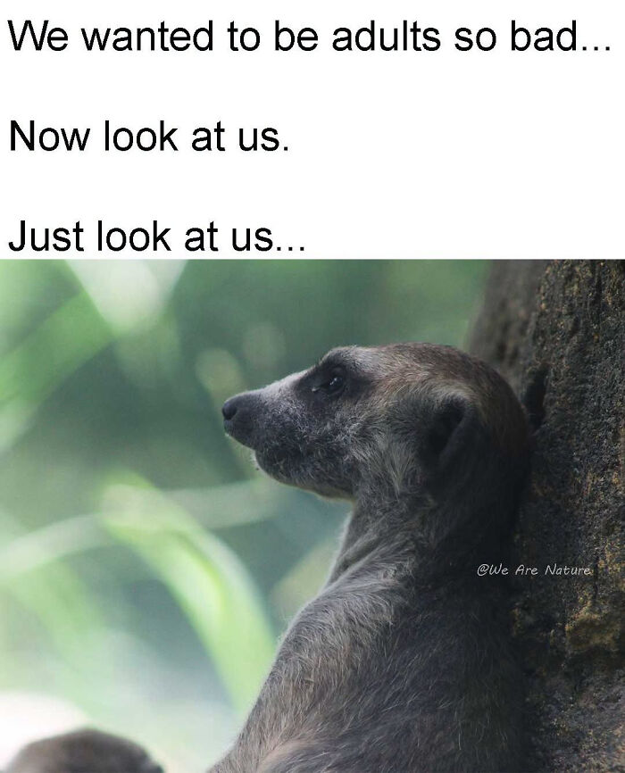 Thoughtful meerkat leaning on tree trunk in relatable animal memes about growing up.