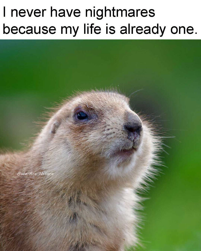 Relatable animal memes showing a tired prairie dog with text about life being a nightmare