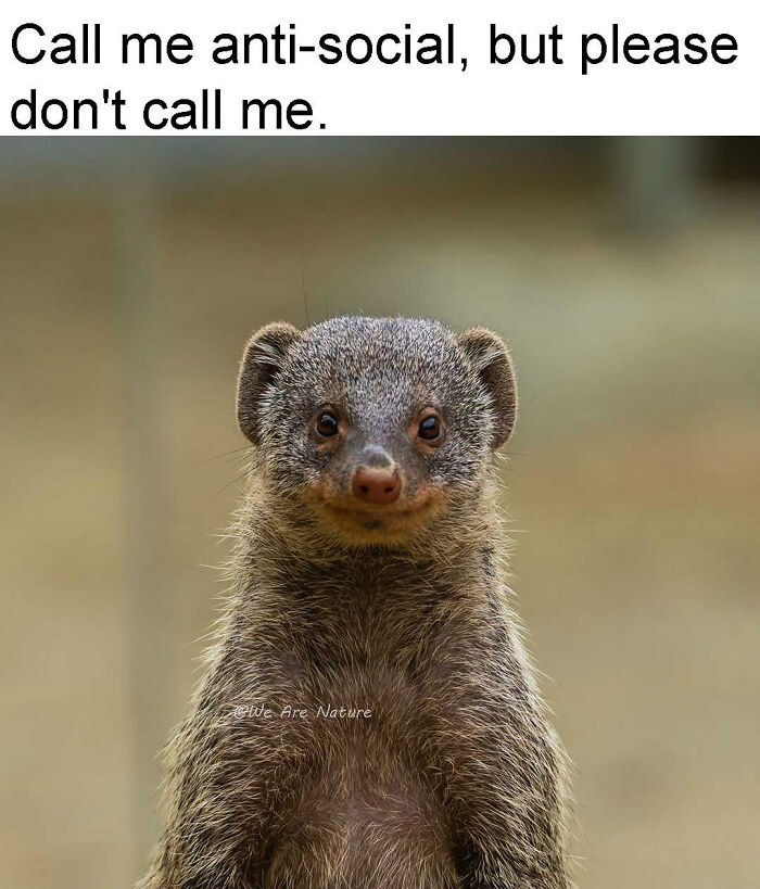 Cute relatable animal memes displaying a mongoose staring directly ahead with a funny caption