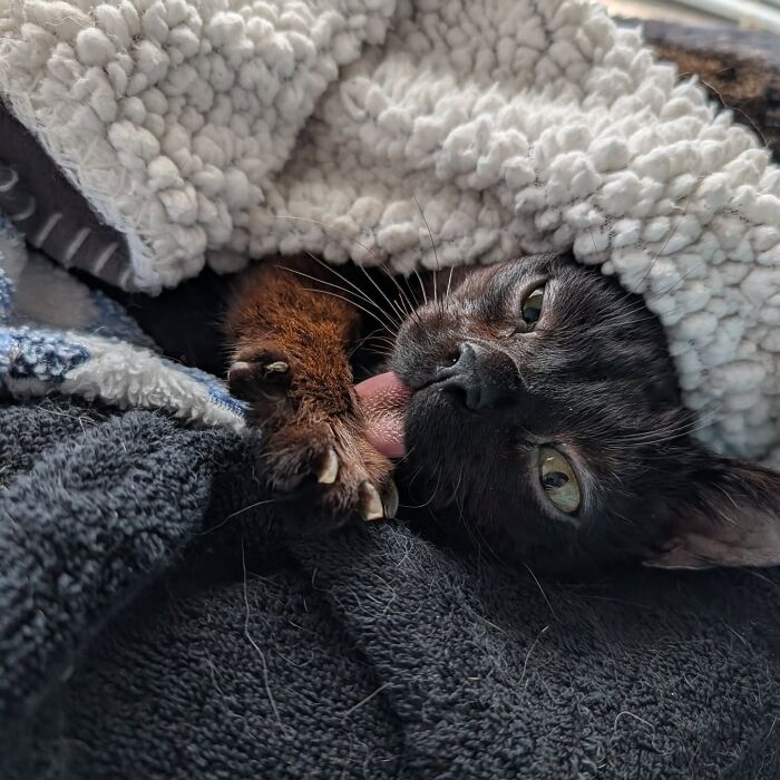Close-up of a tiny rescue cat cozy under a blanket licking its paw