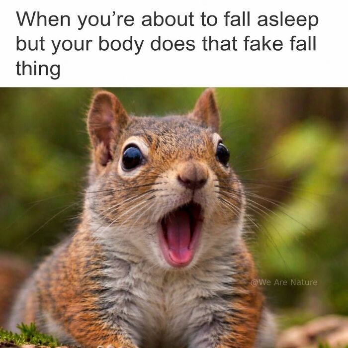 Shocked squirrel with open mouth in a funny relatable animal meme about falling asleep.