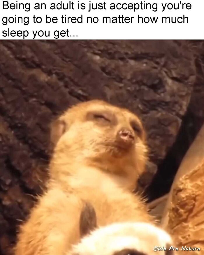 Sleepy meerkat squinting in an amusing relatable animal meme about being tired as an adult.