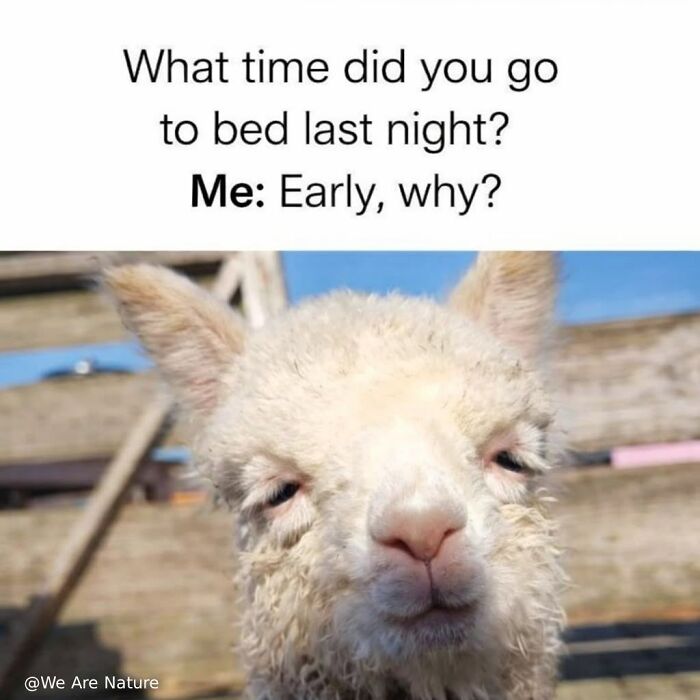 Tired white alpaca looking exhausted in a cute animal meme about staying up late at night.
