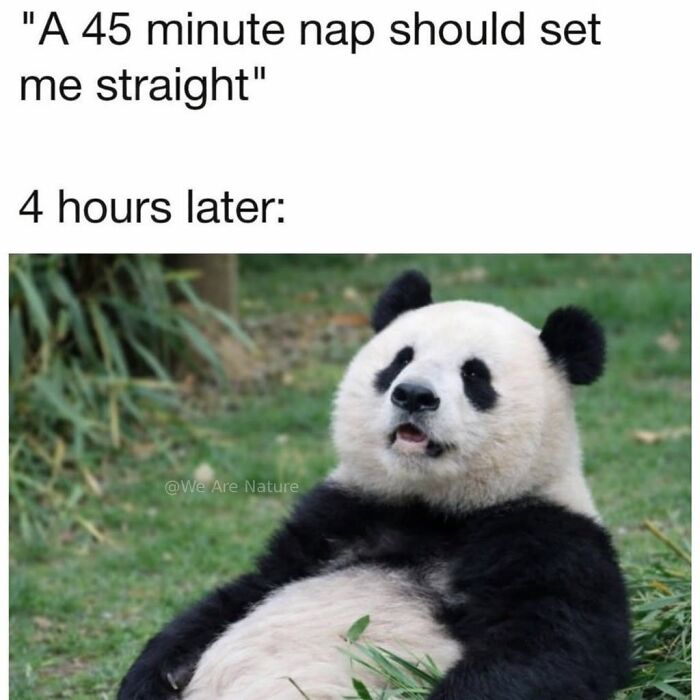 Confused panda lying down in a cute relatable animal meme about waking up from a long nap.