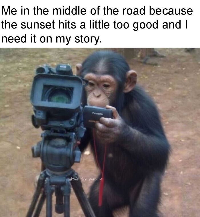 Chimpanzee looking into a camera lens in a relatable animal meme about taking sunset photos.