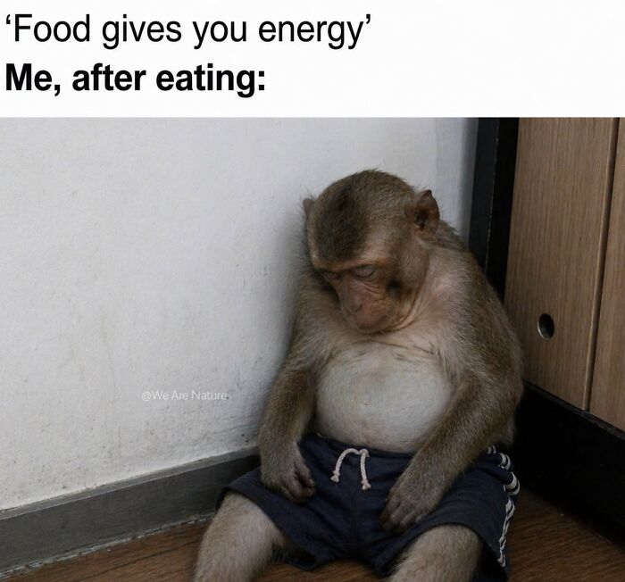 Sleepy monkey in shorts slouching against a wall in a relatable animal meme about post-meal fatigue.