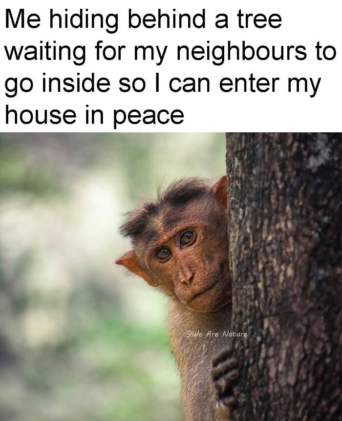 Small monkey peeking from behind a tree trunk in a relatable animal meme about hiding from neighbors.