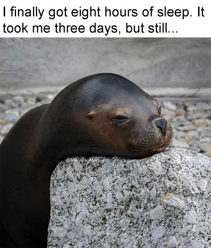 Exhausted sea lion resting head on a rock in relatable animal memes