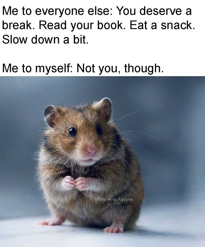 Cute tiny hamster standing nervously as one of many relatable animal memes