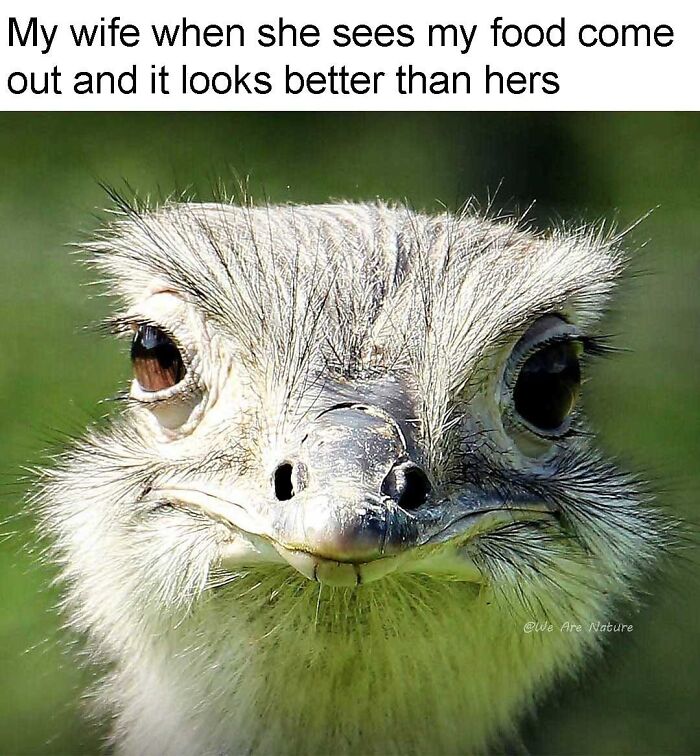 Funny ostrich face closeup with jealous expression in relatable animal memes