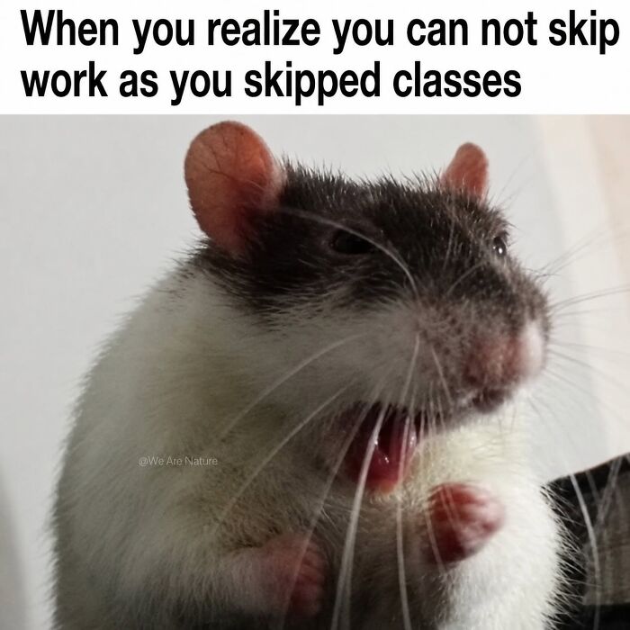 Cute animal memes featuring a yawning pet rat