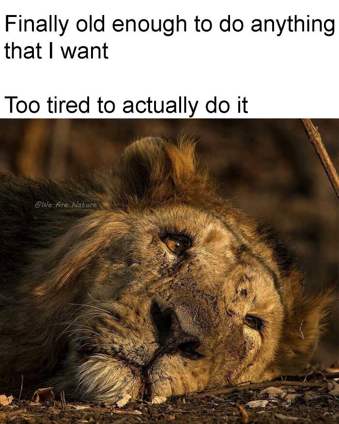 Relatable animal memes showing an exhausted lion lying on the ground