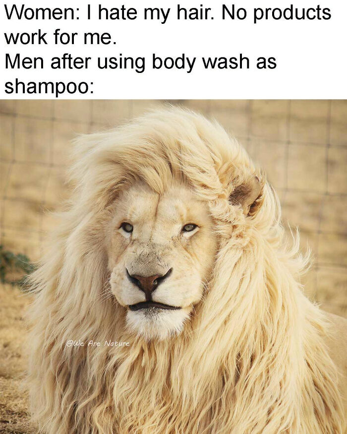 Majestic lion with voluminous golden mane featured in relatable animal memes