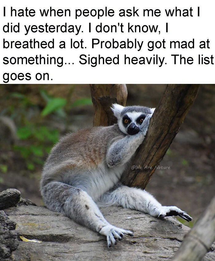 Relatable animal memes featuring a ring-tailed lemur resting lazily on a tree