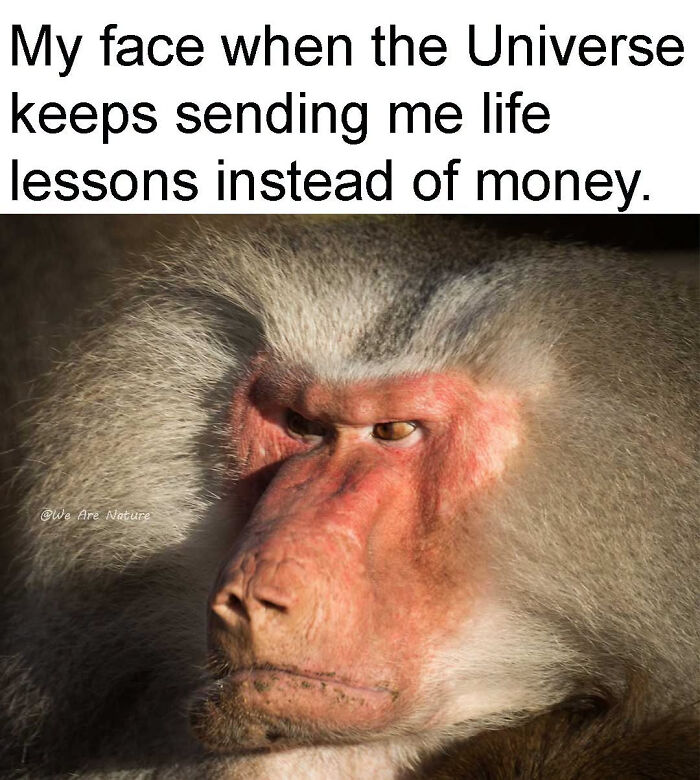 Relatable animal memes feature an annoyed baboon face with text about life lessons.