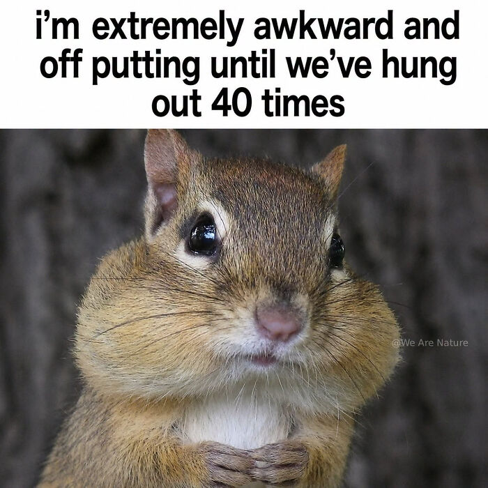 Amusing animal memes featuring a chipmunk with stuffed cheeks looking directly at the camera.