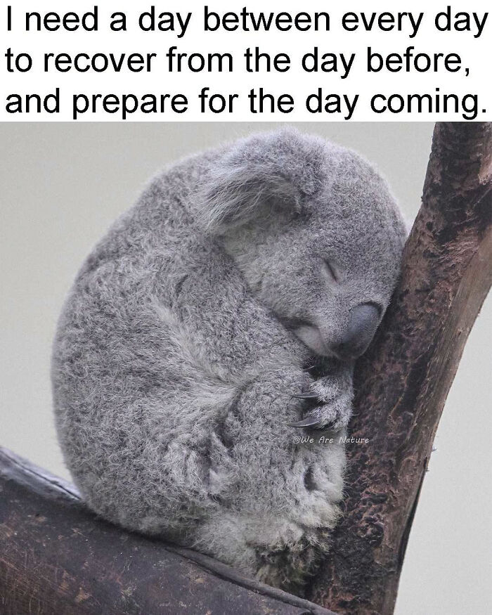 Cute animal memes featuring a fluffy koala sleeping soundly curled up in a tree.