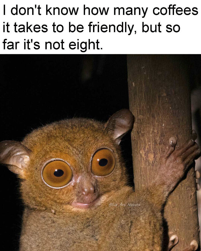 Relatable animal memes show a wide-eyed tarsier clinging to a tree trunk.