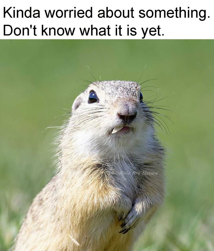 Relatable animal memes show a worried prairie dog looking alert outdoors.
