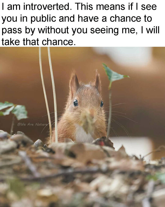 Relatable animal memes feature an introverted squirrel hiding behind autumn leaves.