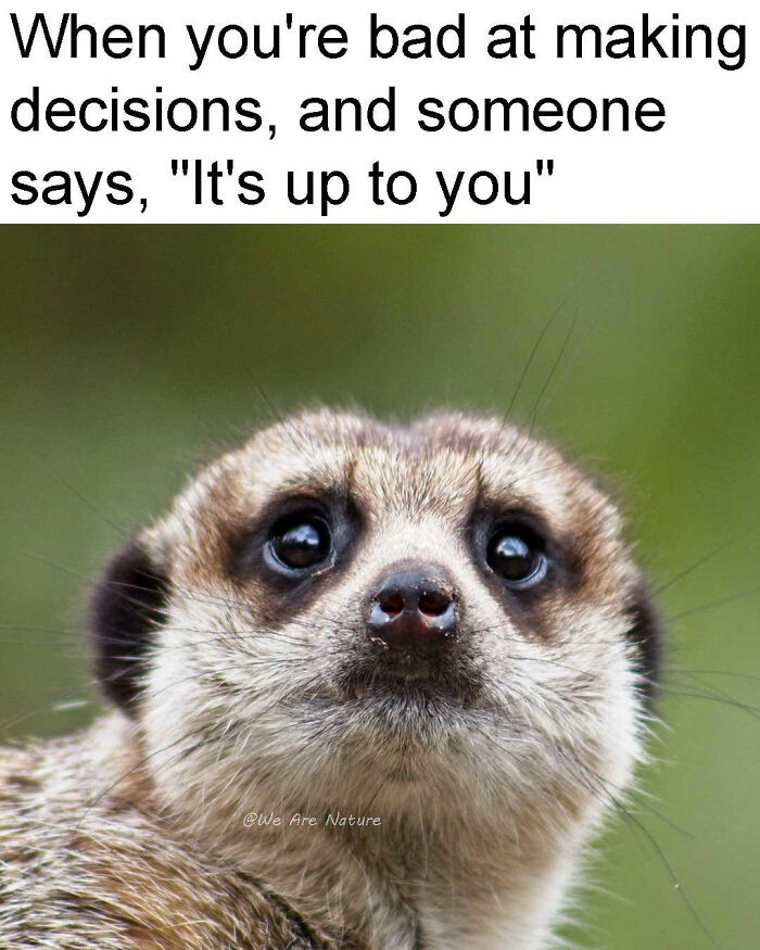 Cute animal memes depict a worried meerkat staring ahead in existential dread over tough choices