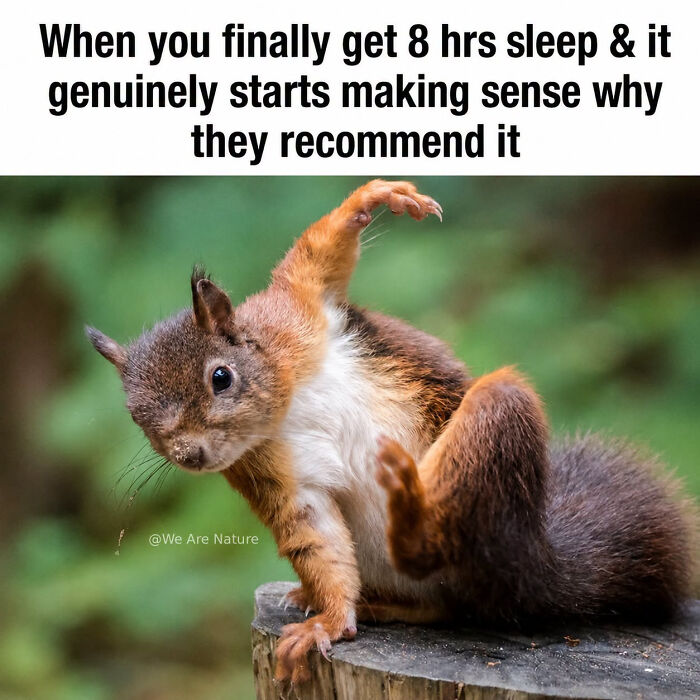 Cute animal memes showcase a squirrel striking an energetic superhero pose on a tree stump after sleep
