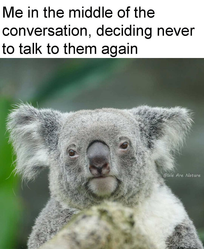 Relatable animal memes show a staring koala making a judgment call during a conversation.