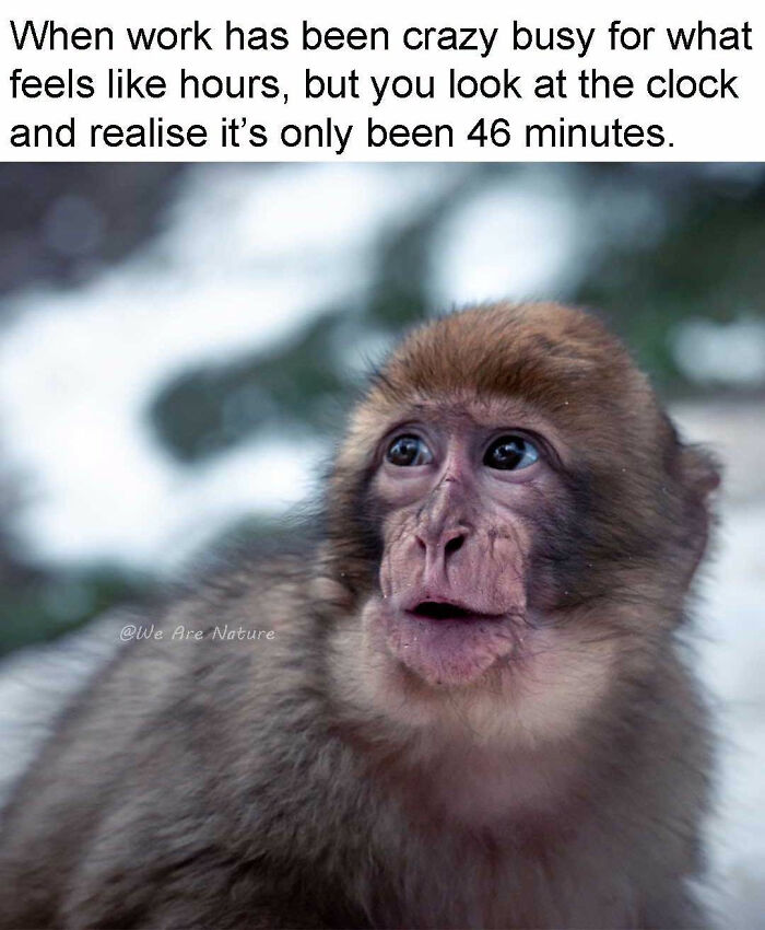 Amusing animal memes show a shocked young monkey realizing only a few minutes of work have passed.