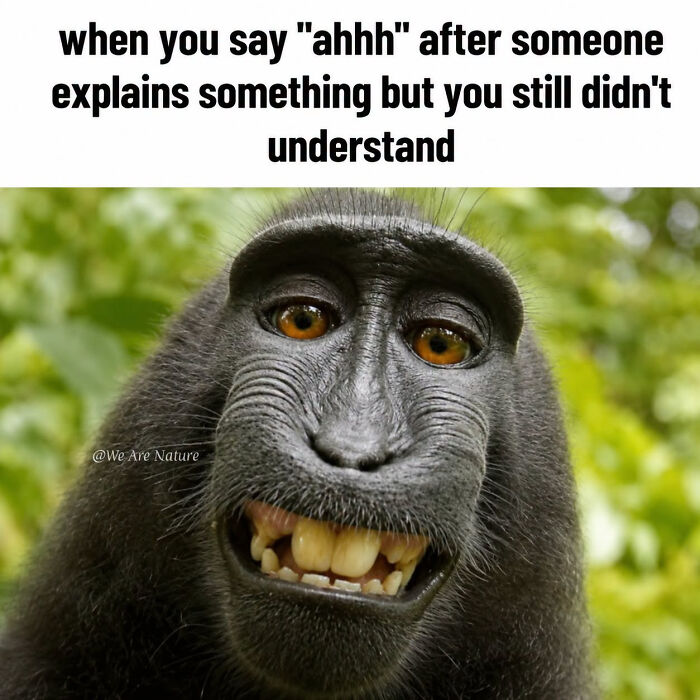 Cute animal memes show a monkey smiling awkwardly while pretending to understand an explanation.