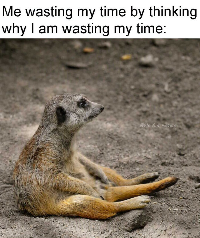 Cute animal memes show a meerkat sitting awkwardly and contemplating its life choices.