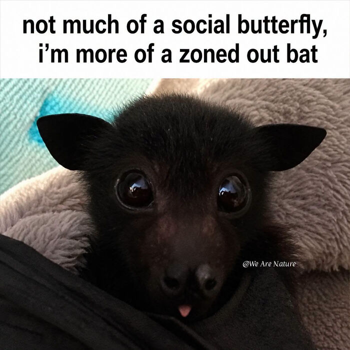 Relatable animal memes show a cute fruit bat sticking its tongue out with a zoned out expression.