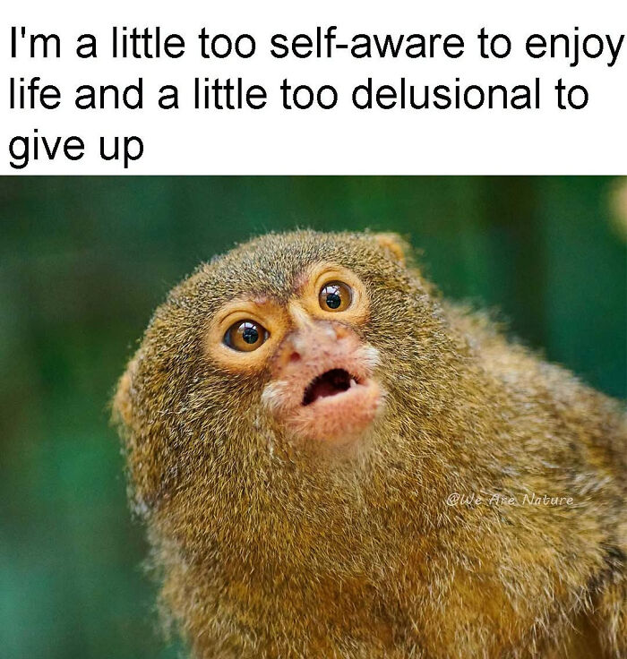 Relatable animal memes feature a tiny marmoset looking wide-eyed and shocked with text above it.