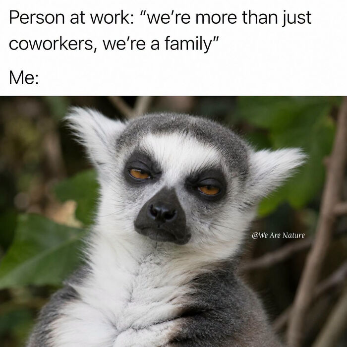 A skeptical lemur giving a side-eye expression in a relatable animal meme