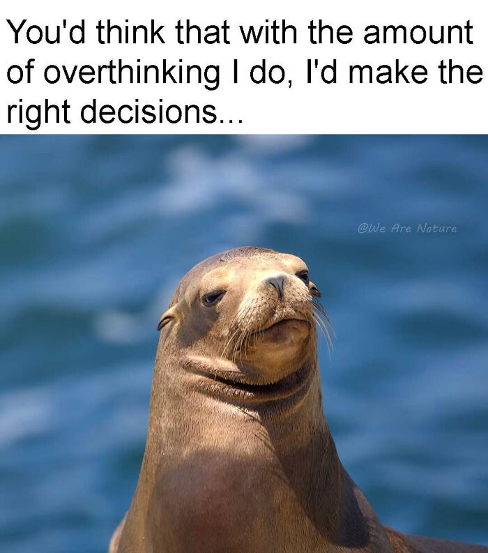 A sea lion looking thoughtful and skeptical in a relatable animal meme about overthinking