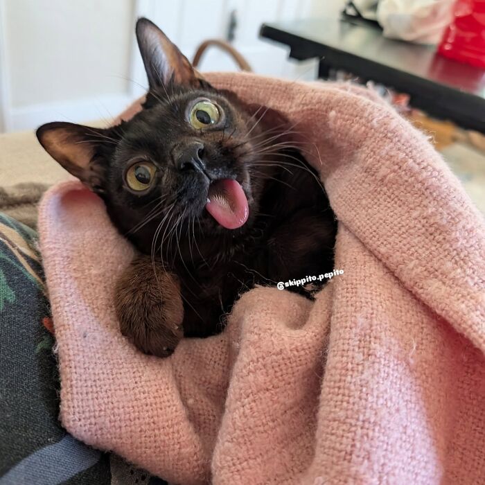 A tiny rescue cat wrapped in a pink blanket with a sticking-out tongue