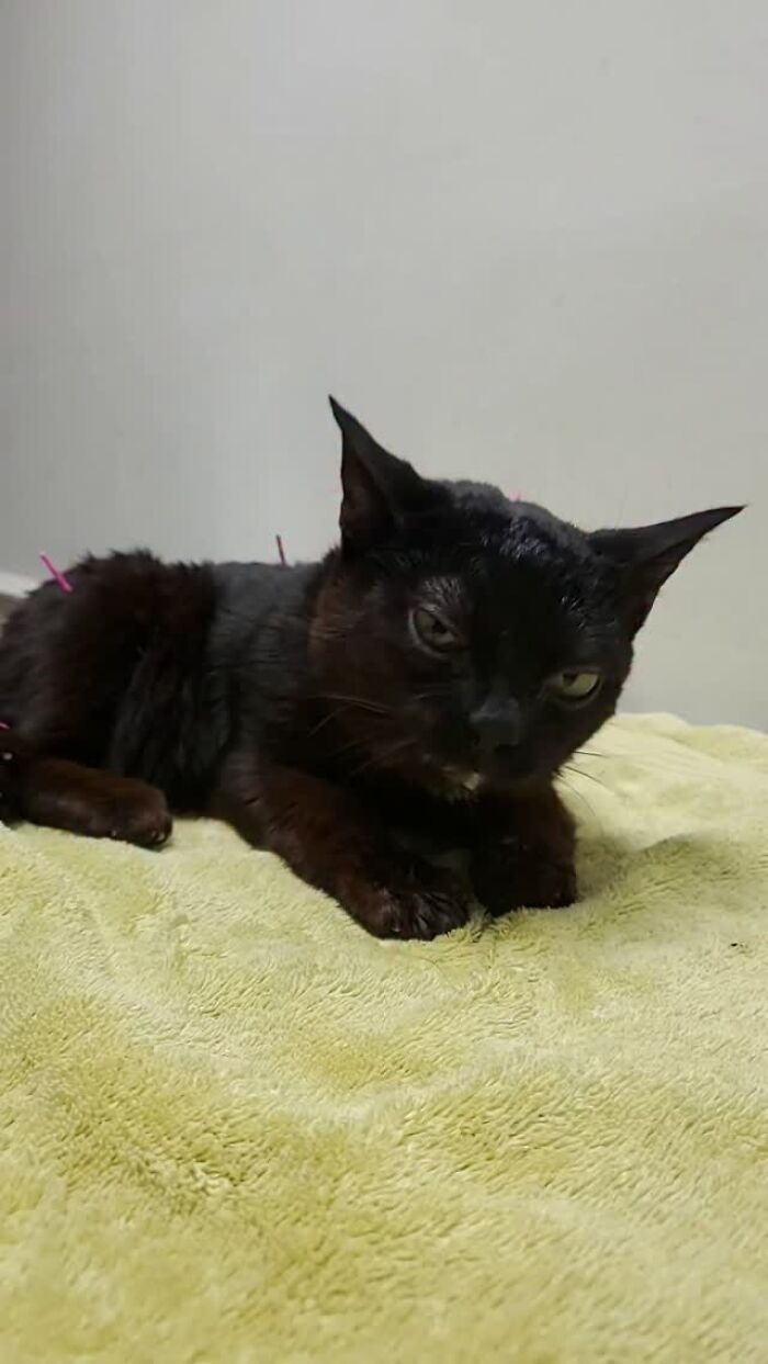 A tiny rescue cat resting on a green towel while receiving acupuncture treatment