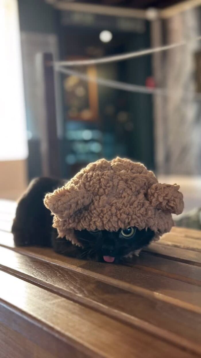 A tiny rescue cat wearing a fluffy brown bear bonnet while peeking out with its sticking-out tongue.