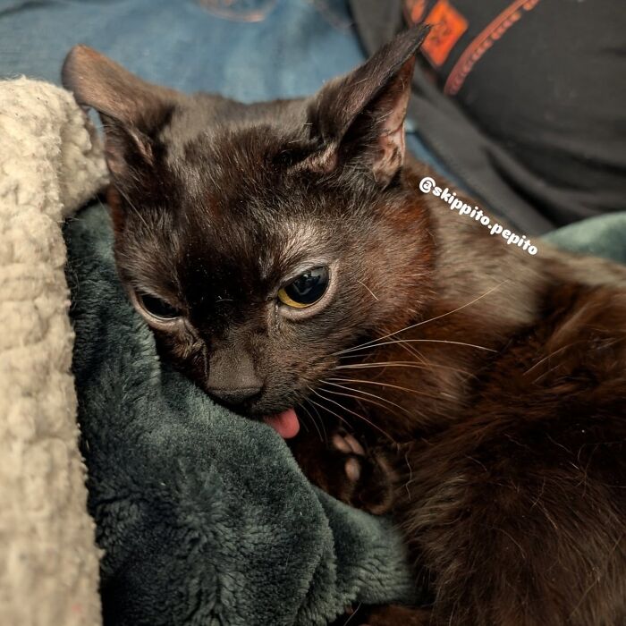 A tiny rescue cat with sticking-out tongue resting peacefully on a plush blanket