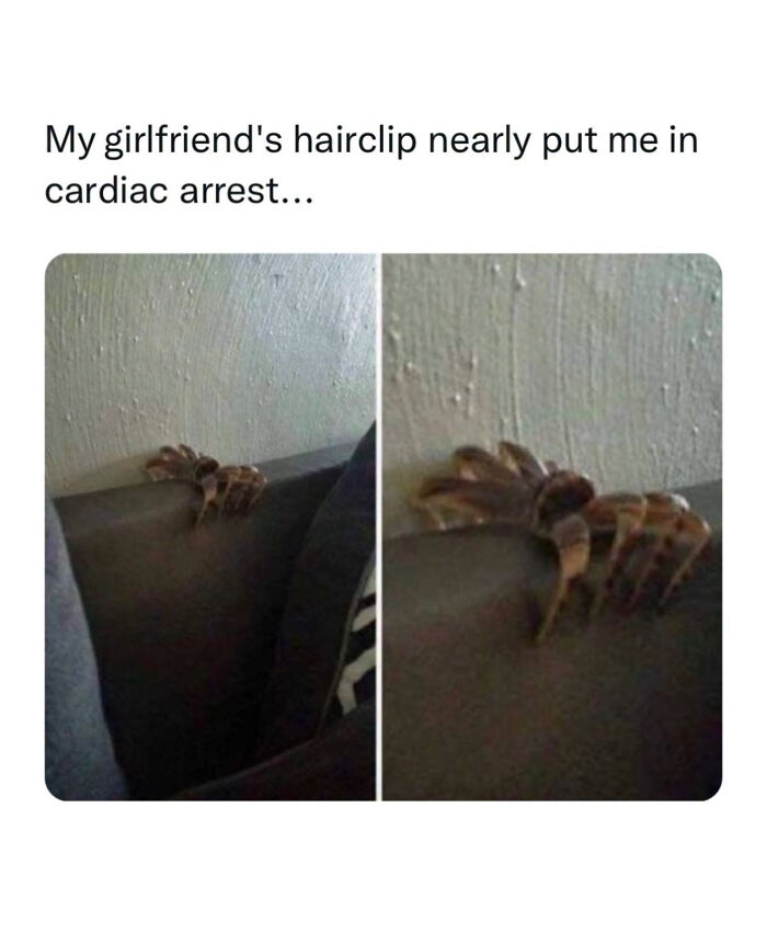 A hairclip resting on a couch looking like a giant spider, a scary yet funny image from edgy memes.