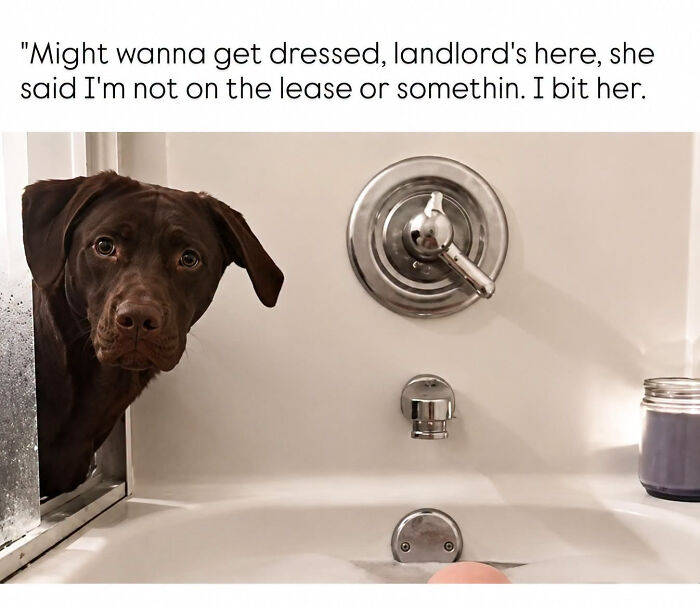 A funny dog peeking into a bathtub, perfect for fans of edgy memes about pets