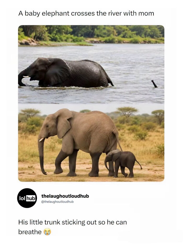 Edgy memes about a baby elephant crossing a river with only its trunk sticking out to breathe