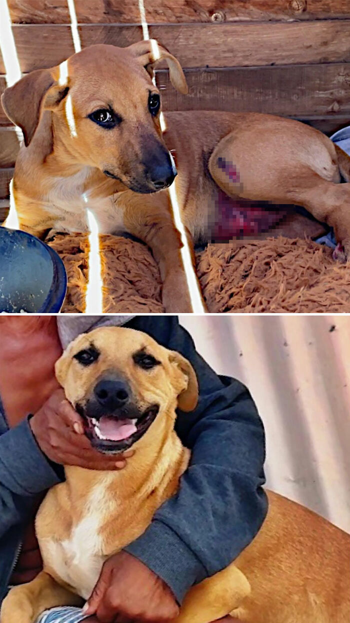 An injured, neglected puppy who is now healthy, happy, and smiling with its owner after animal rescue.