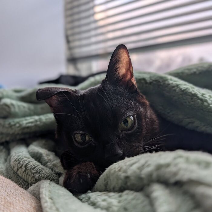 A dark tiny rescue cat relaxing under a soft green blanket