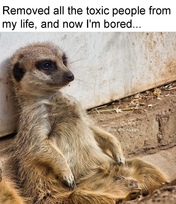 Relatable animal memes feature a meerkat slouched against a wall looking bored and relaxed.