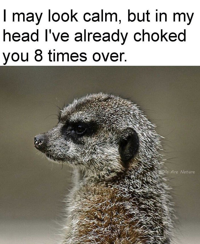 Relatable animal memes featuring a close-up profile of a meerkat with an intense expression.