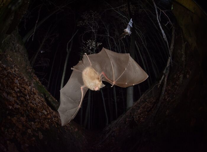 Wildlife photo of a bat flying through a dark forest at night.