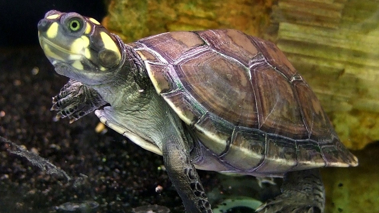 Indigenous Women In The Amazon Blend Ancestral Knowledge With Technology To Protect Turtles