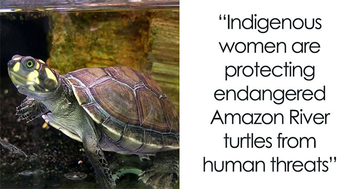 Siekopai Women In The Amazon Use Tradition And Technology To Help Save Vulnerable Turtles